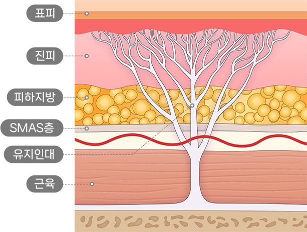 피부 층 단면 그림 — 표시 글 '표피'·'진피'·'피하지방'·'SMAS층'·'유지인대'·'근육'
